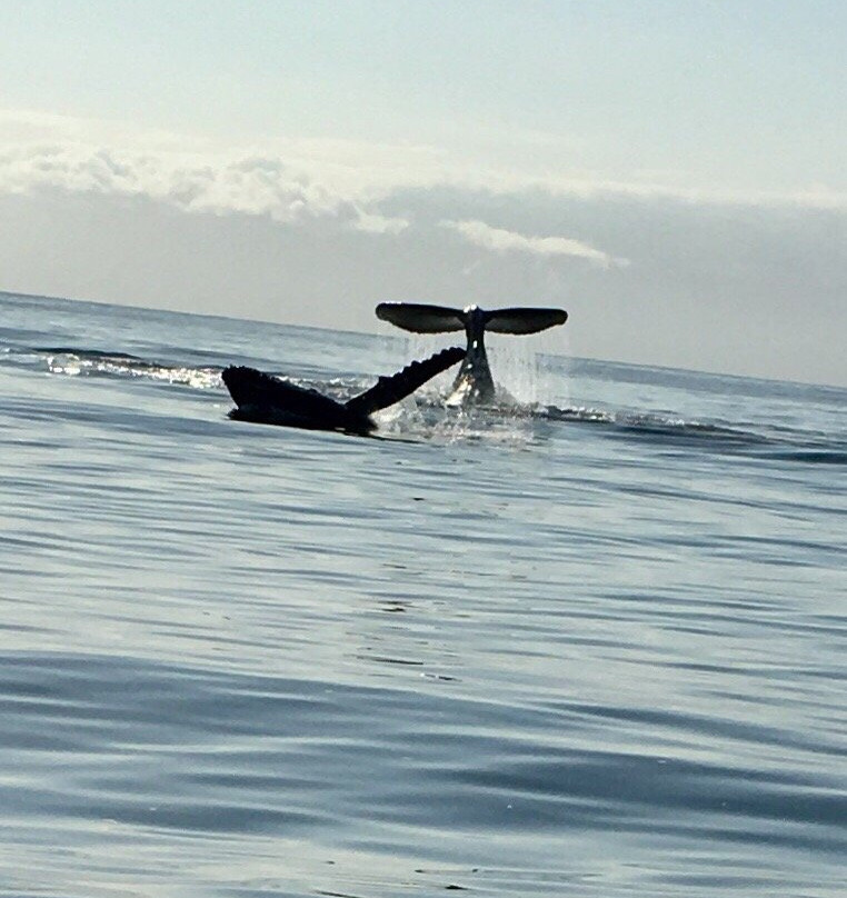 Blue Bay Whale Watching景点图片