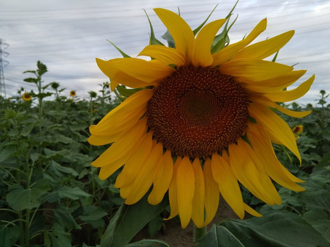 Hana no Oasis-鸿巢市必去景点