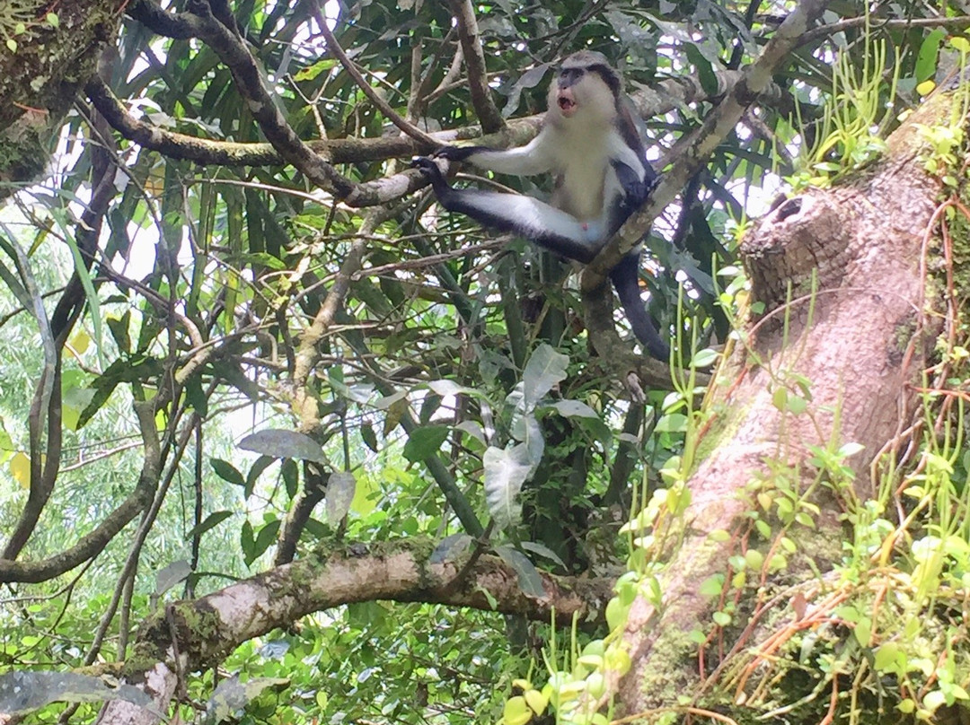 Nirraky Tours Grenada-St. George's必去景点