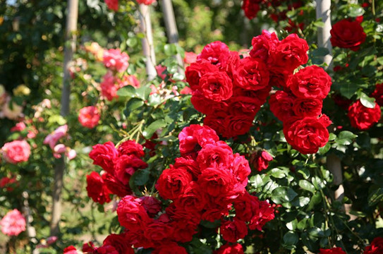 Richard Huber AG-Dottikon必去景点