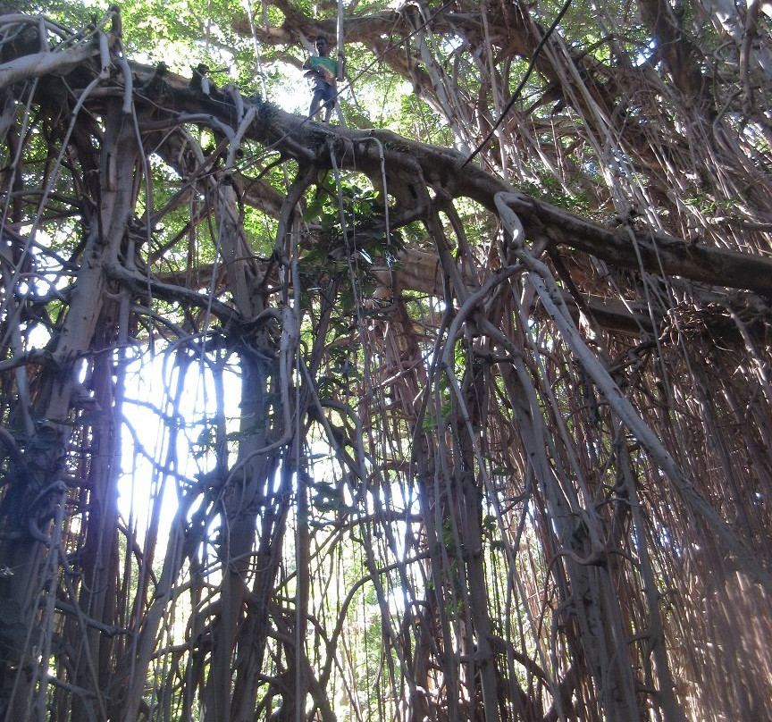 Giant Banyan Tree-塔纳岛必去景点