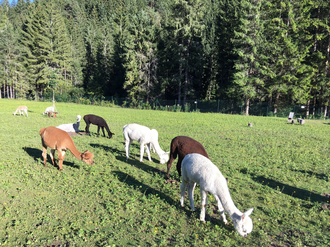 Tiroler Bio Alpakas景点图片