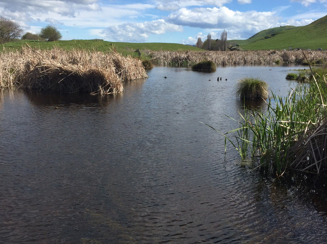 Pekapeka Wetlands景点图片