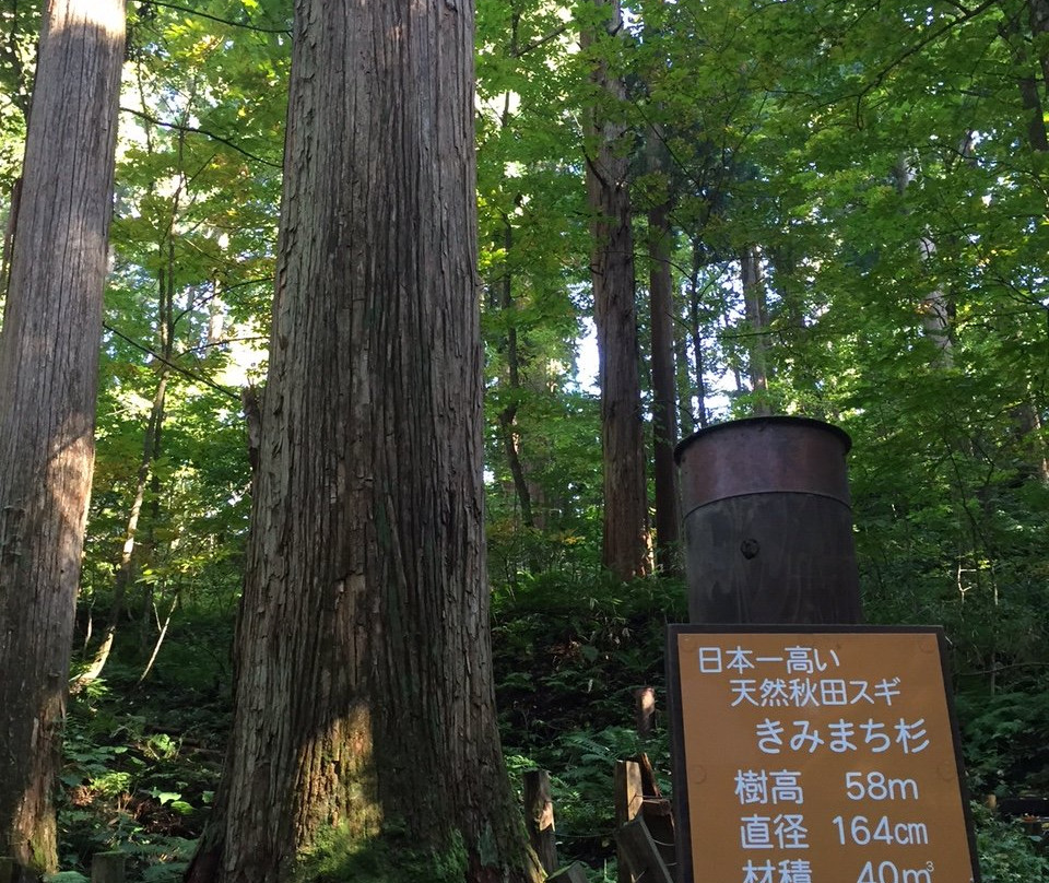 Nibunamizusawa Sugi Shokubutsu Gunraku Forest Reserve-能代市必去景点