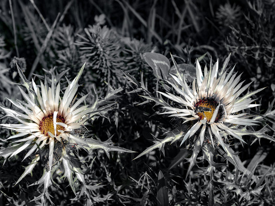 Giardino Botanico Maria Ansaldi Pania di Corfino-Villa Collemandina必去景点