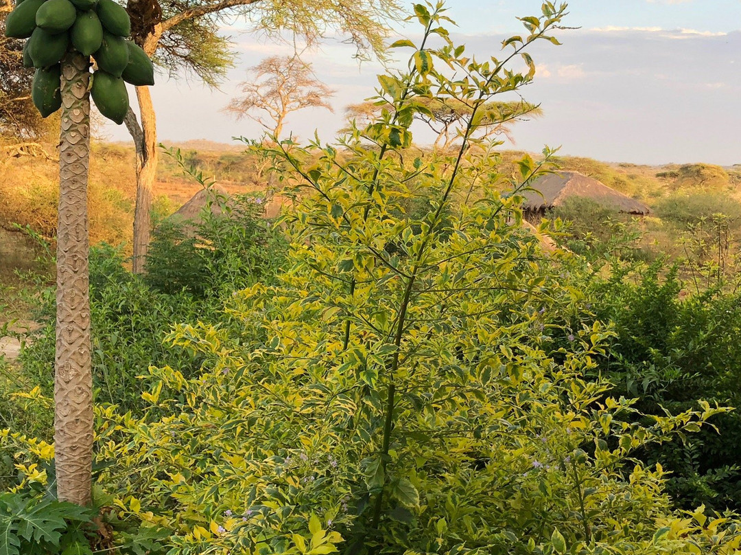 依考玛探险营地山林小屋主图