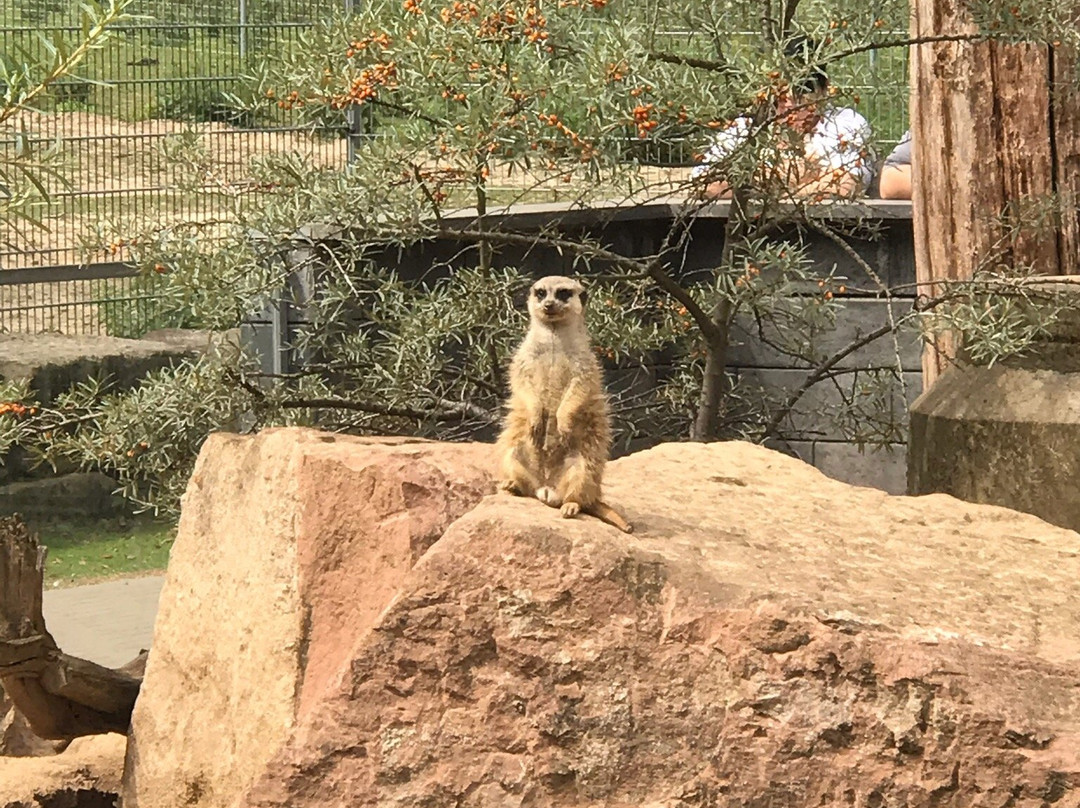 Tierpark Alsdorf景点图片