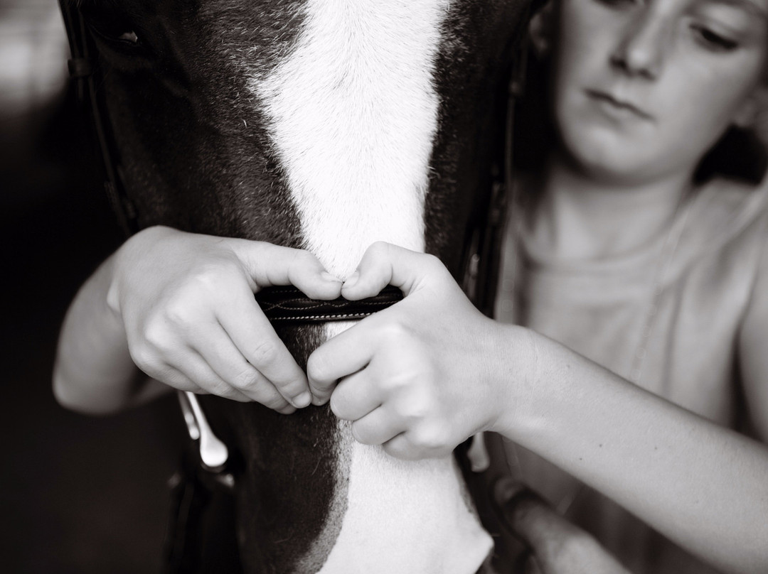Windwood Equestrian景点图片