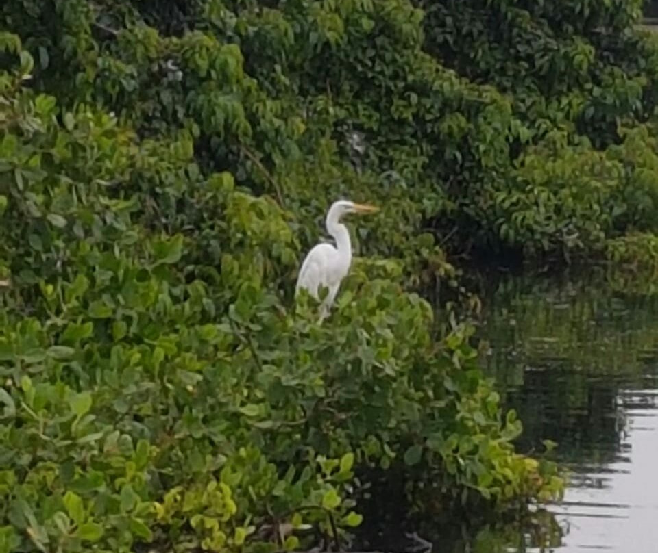 Mawella Bird Sanctuary Bird Watching-唐卡拉必去景点