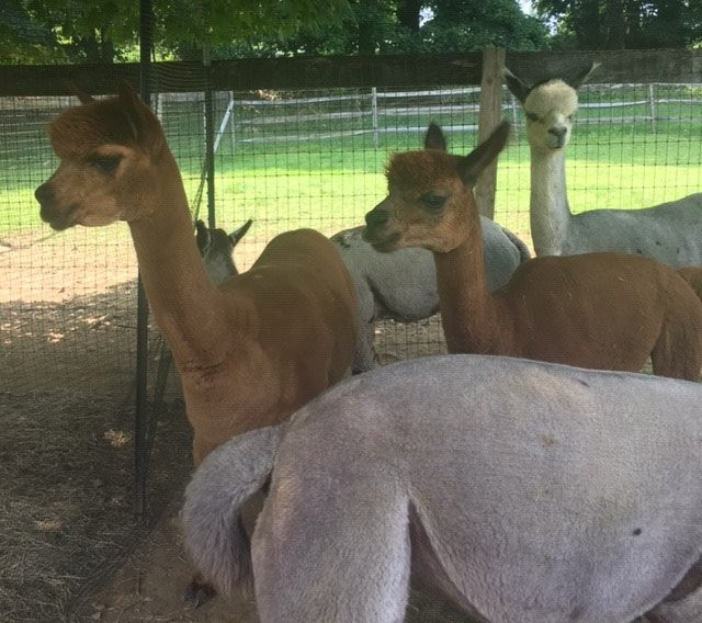 Faraway Farm Alpacas景点图片