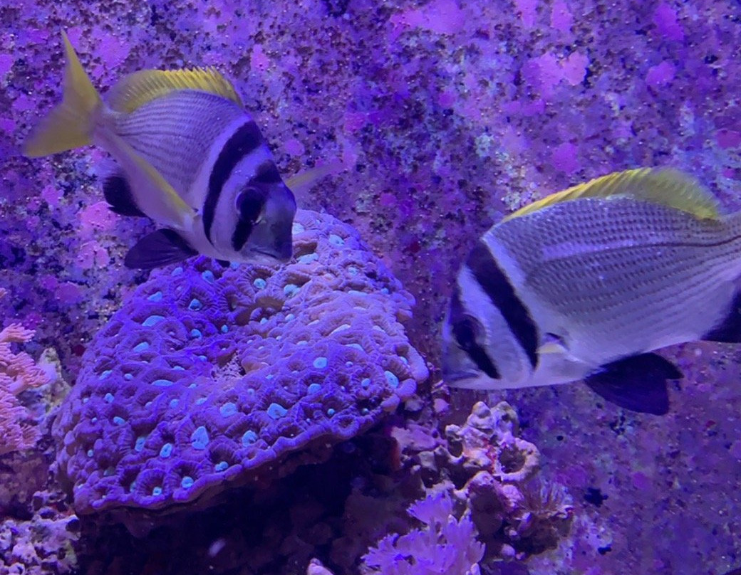 Aqaba Marine Park景点图片