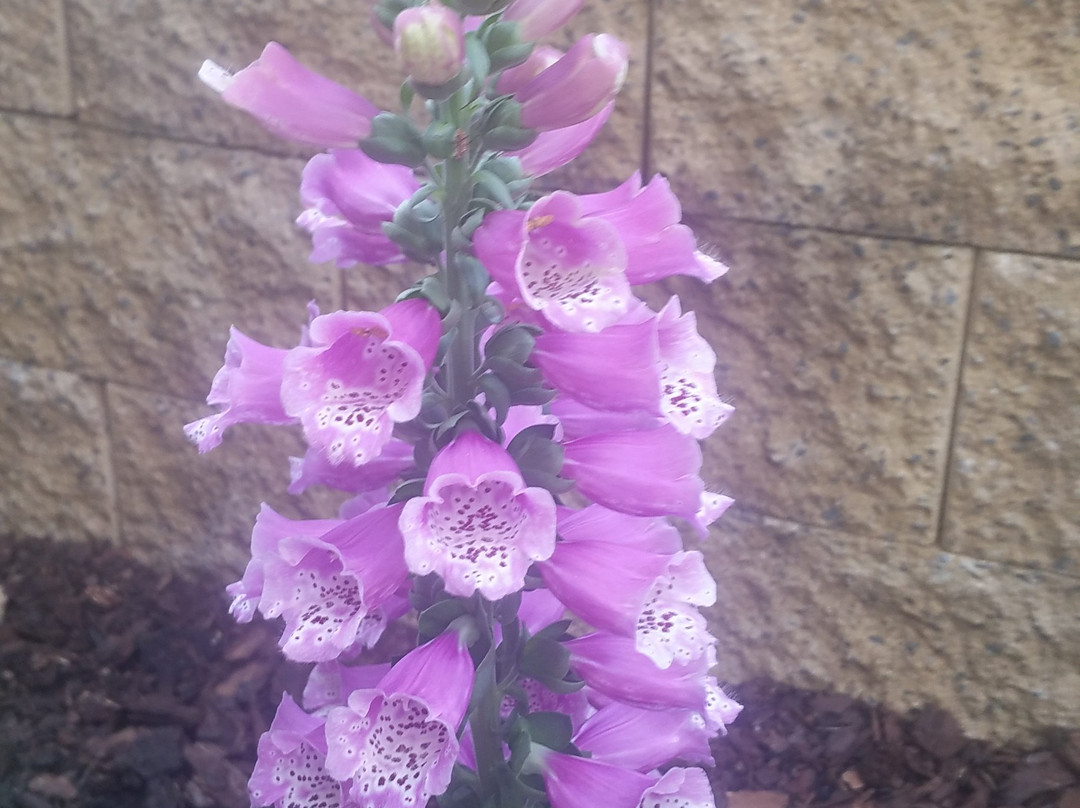 Penzion Flora主图