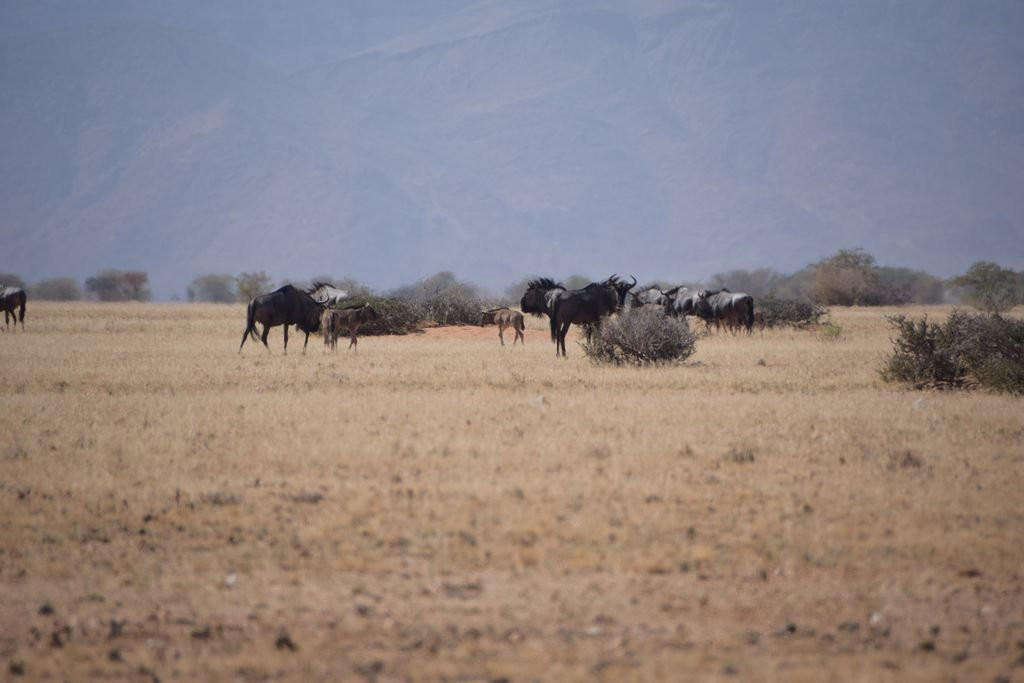 Namib Carnivore Conservation Centre-Solitaire必去景点