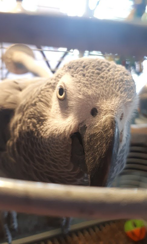 Boardwalk Plaza Hotel主图