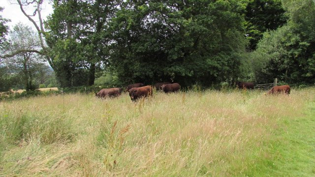 Leith Hill Place景点图片