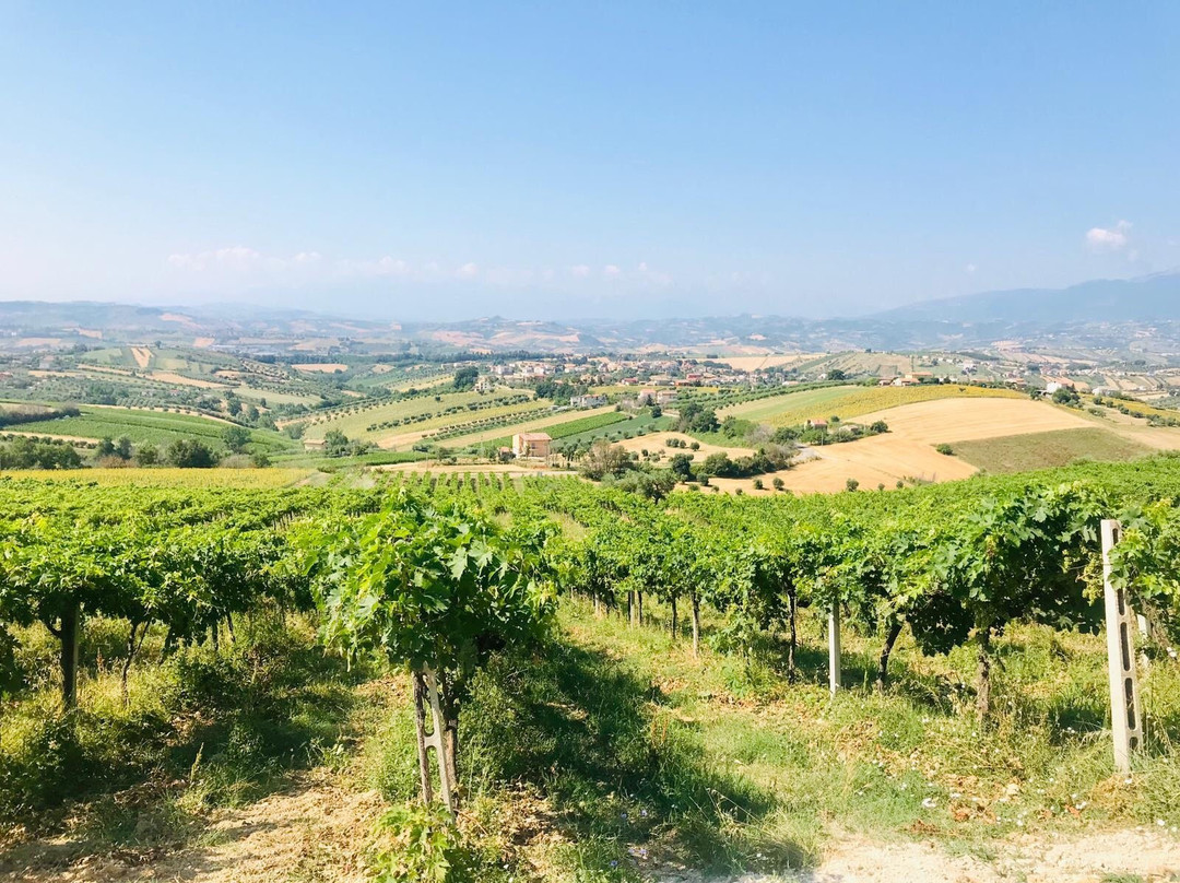 Tenuta Torretta景点图片