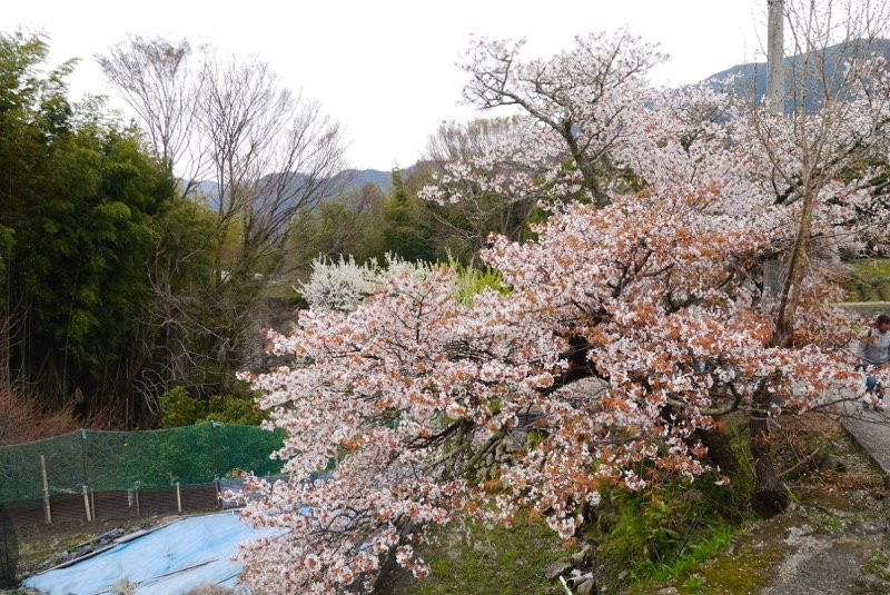 Mitake no Sakura景点图片