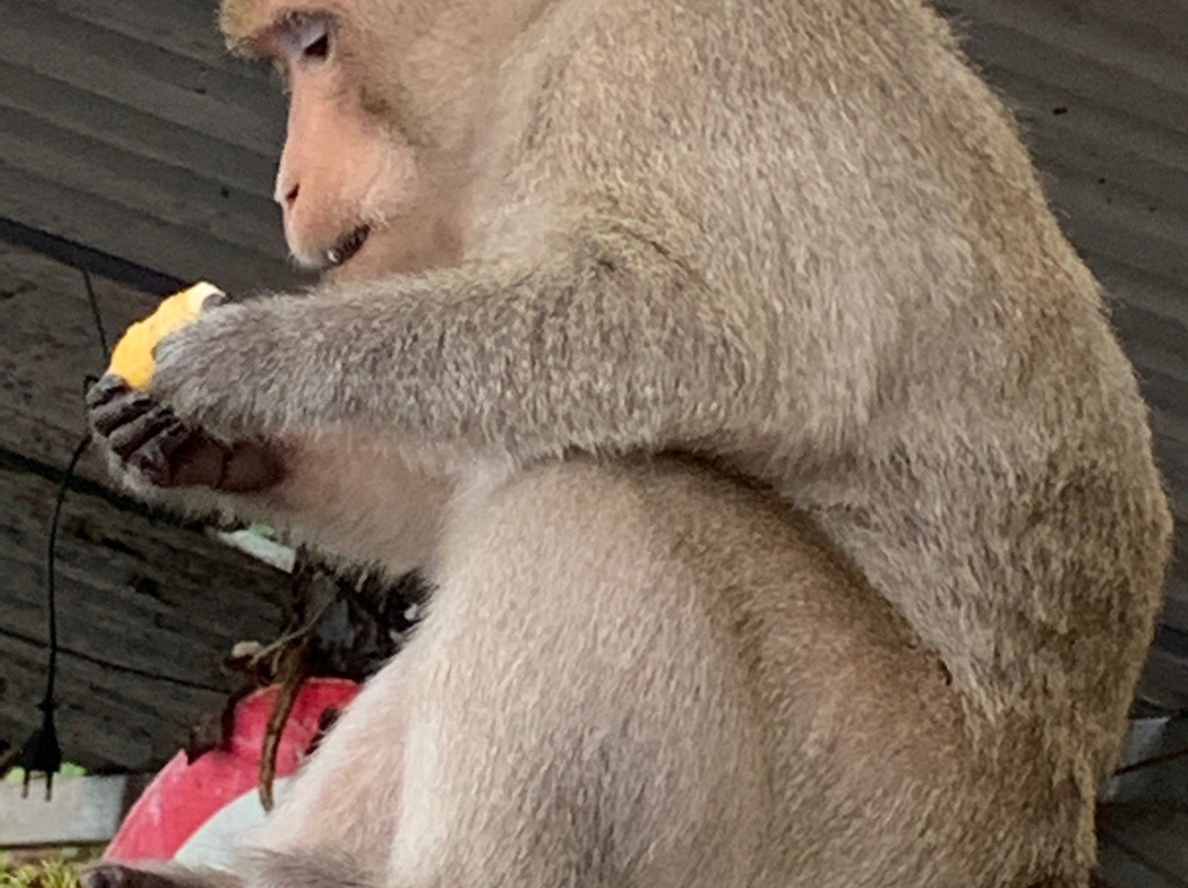 Monkey Pagoda-头顿必去景点