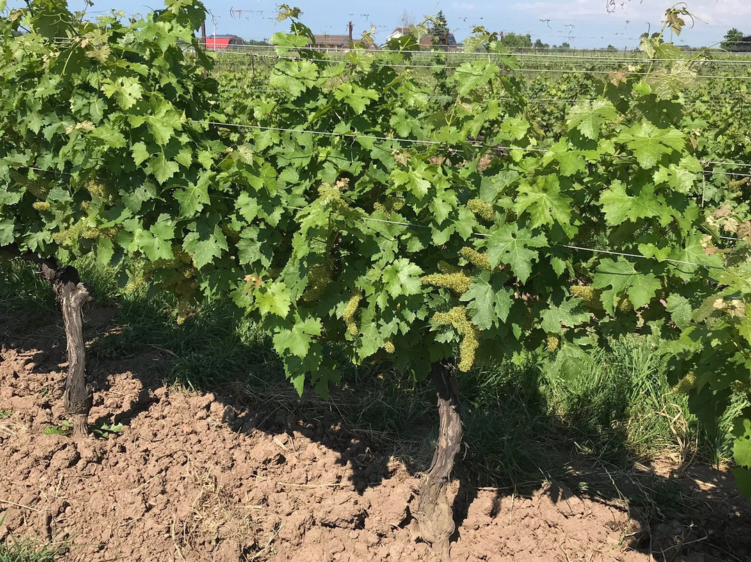 Red Stone Winery景点图片