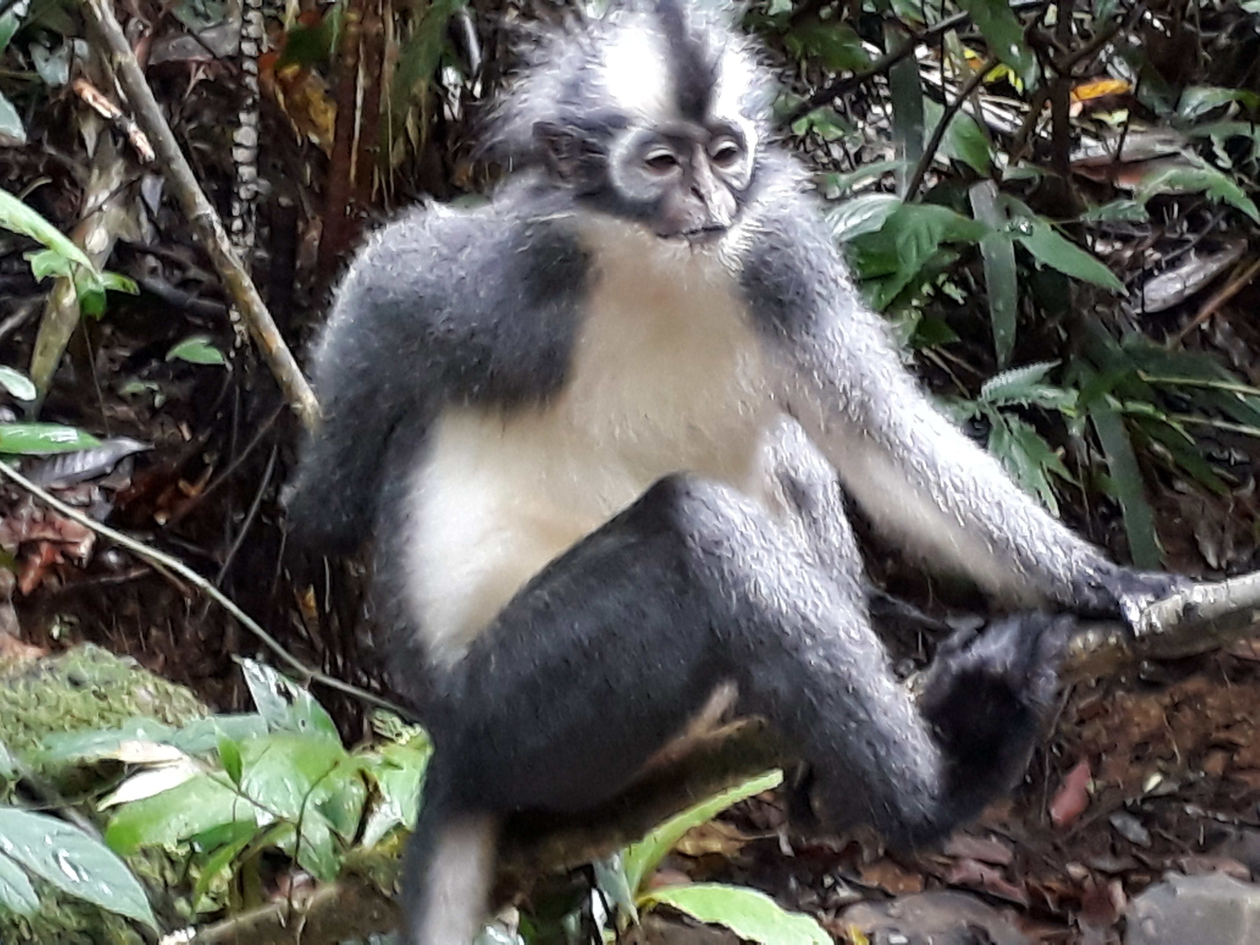 Sumatra Cheeky Monkeys-官方