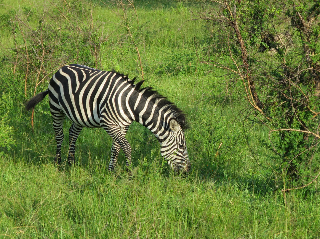 Lakato Safaris-坎帕拉必去景点