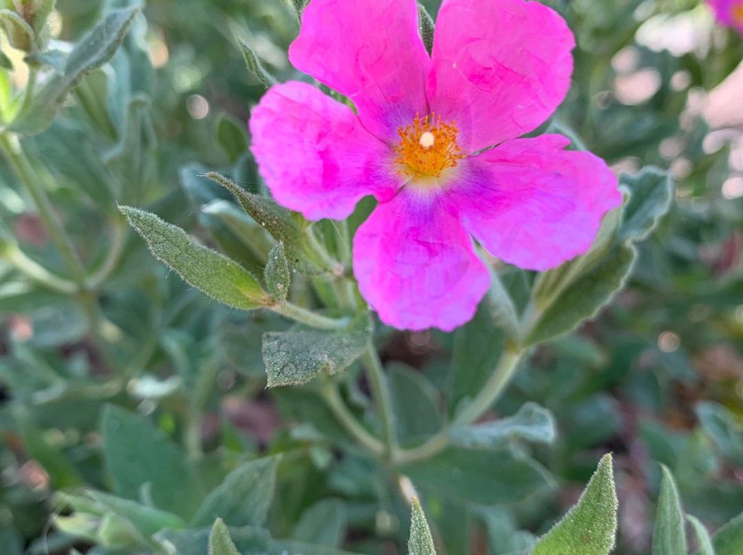 Markham Nature Park and Arboretum-康科德必去景点