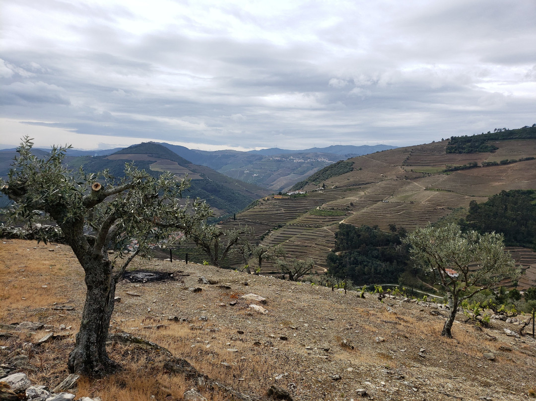 Mesao Provesende主图