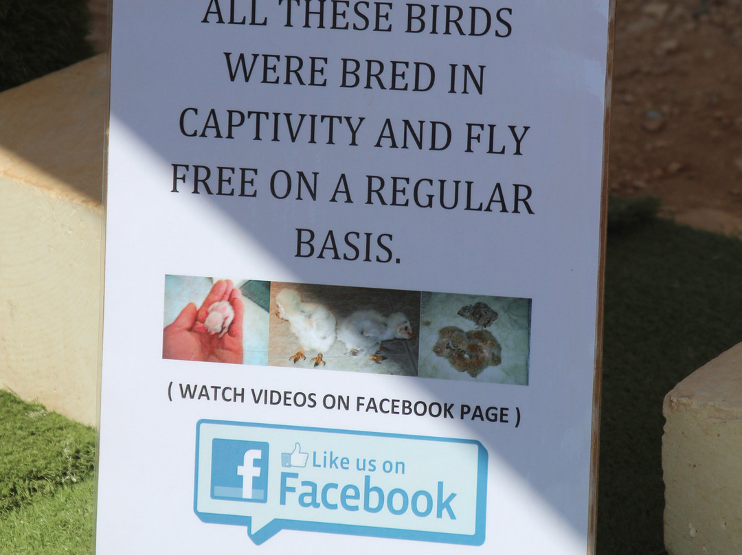 Sharp Sight Falconry-Qrendi必去景点