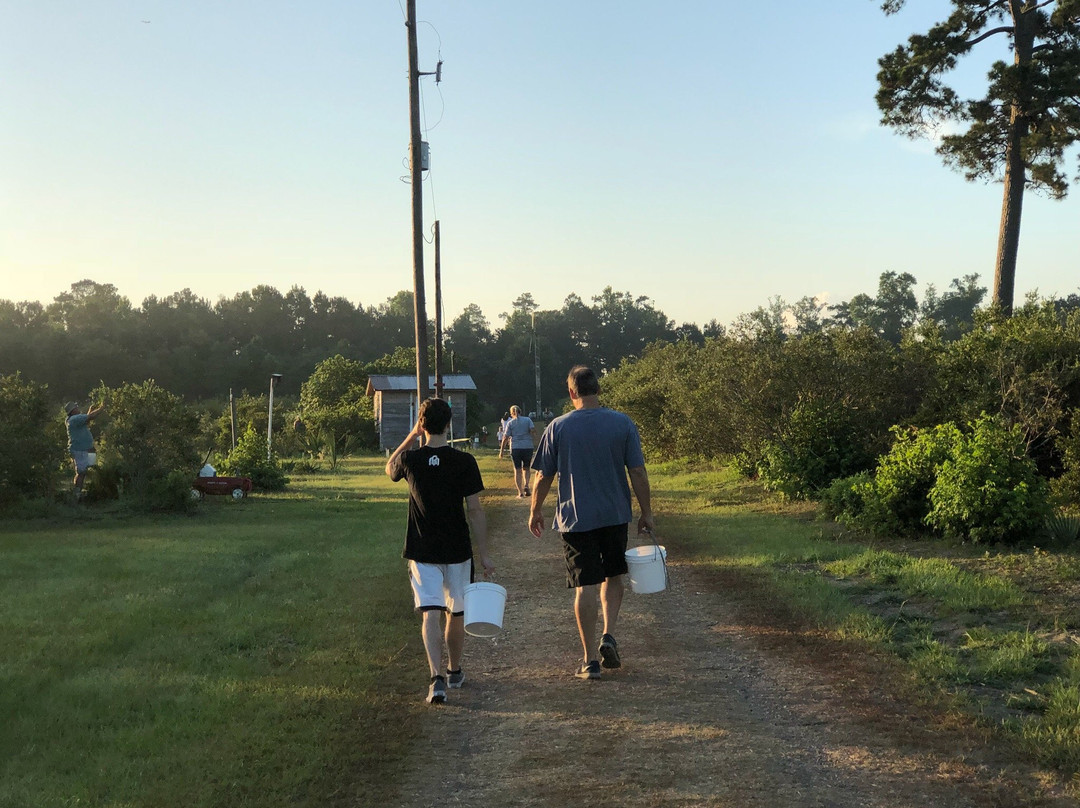 Moorhead's Blueberry Farm-Conroe必去景点