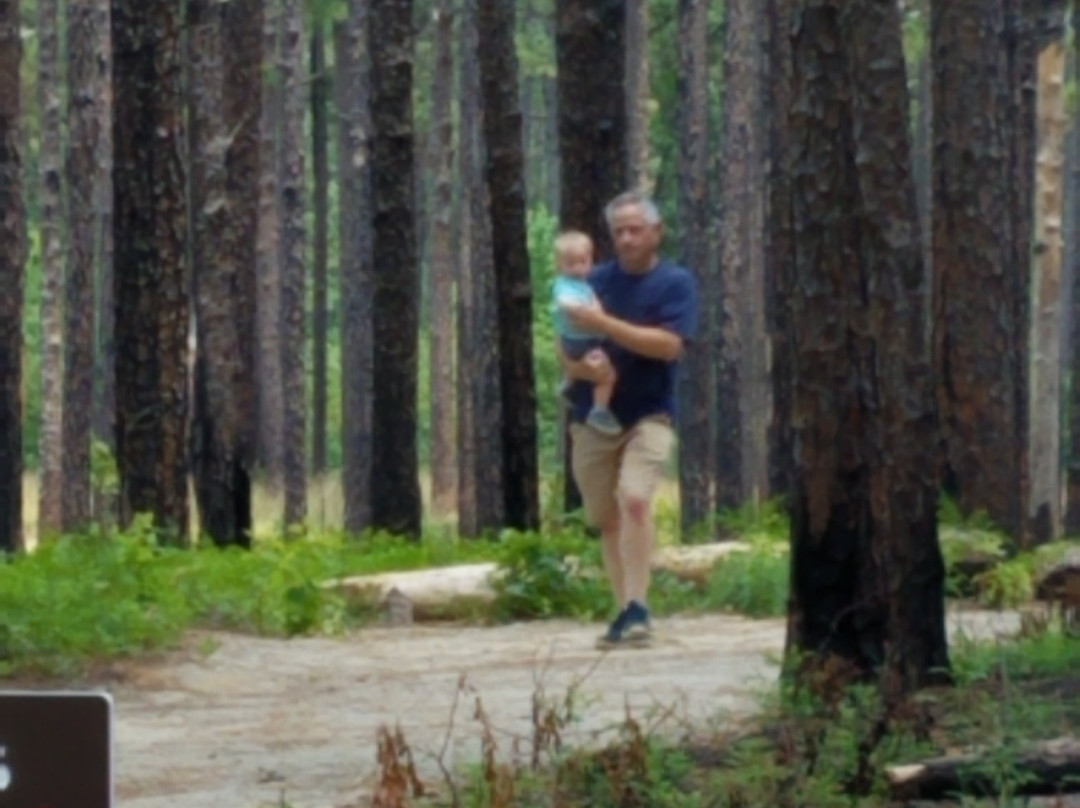 Weymouth Woods Sandhills Nature Preserve景点图片