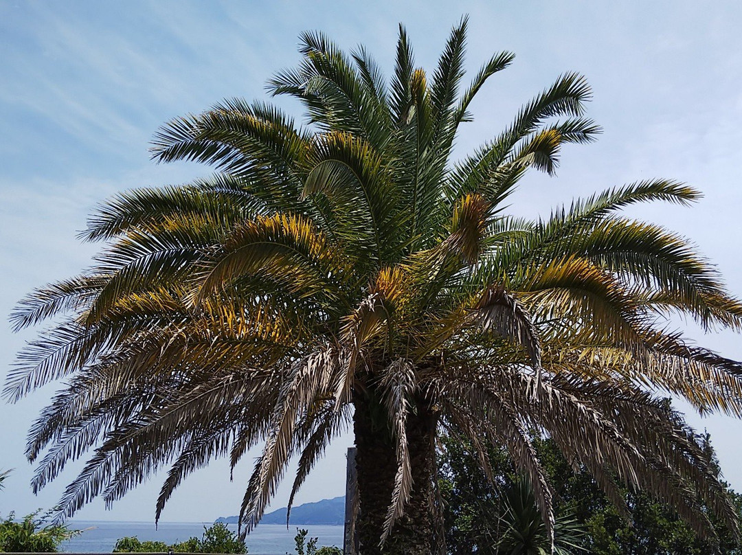 Oki Coast-土佐清水市必去景点