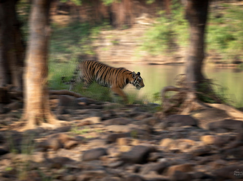Wildlense-潘纳必去景点