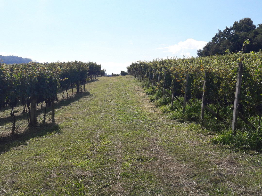 Vinicola Dom Bernardo-本图贡萨尔维斯必去景点