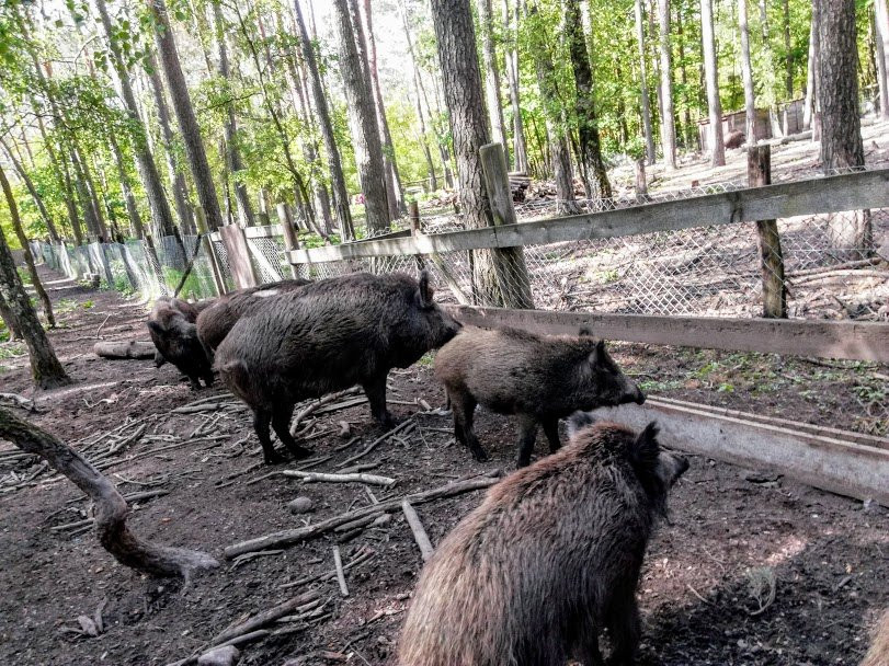 Wildschweingehege (Wild Pig Enclosure)景点图片