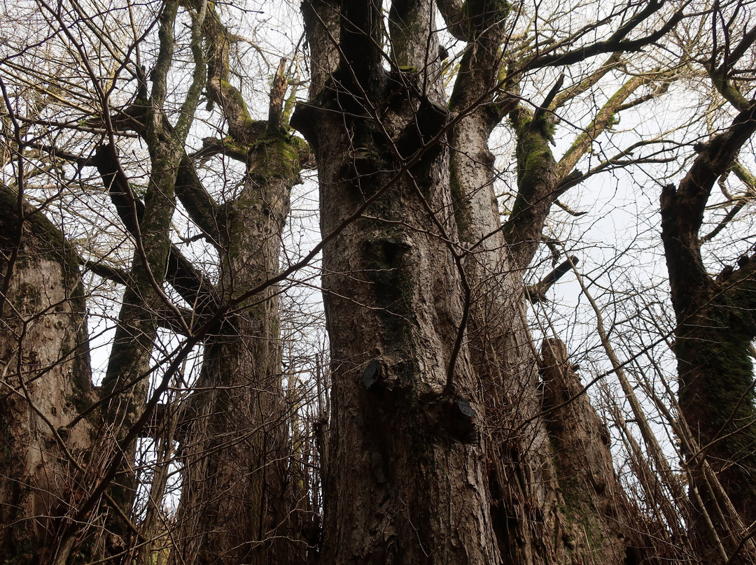 The Ginkgo Tree at Bodaiji Temple-奈义町必去景点