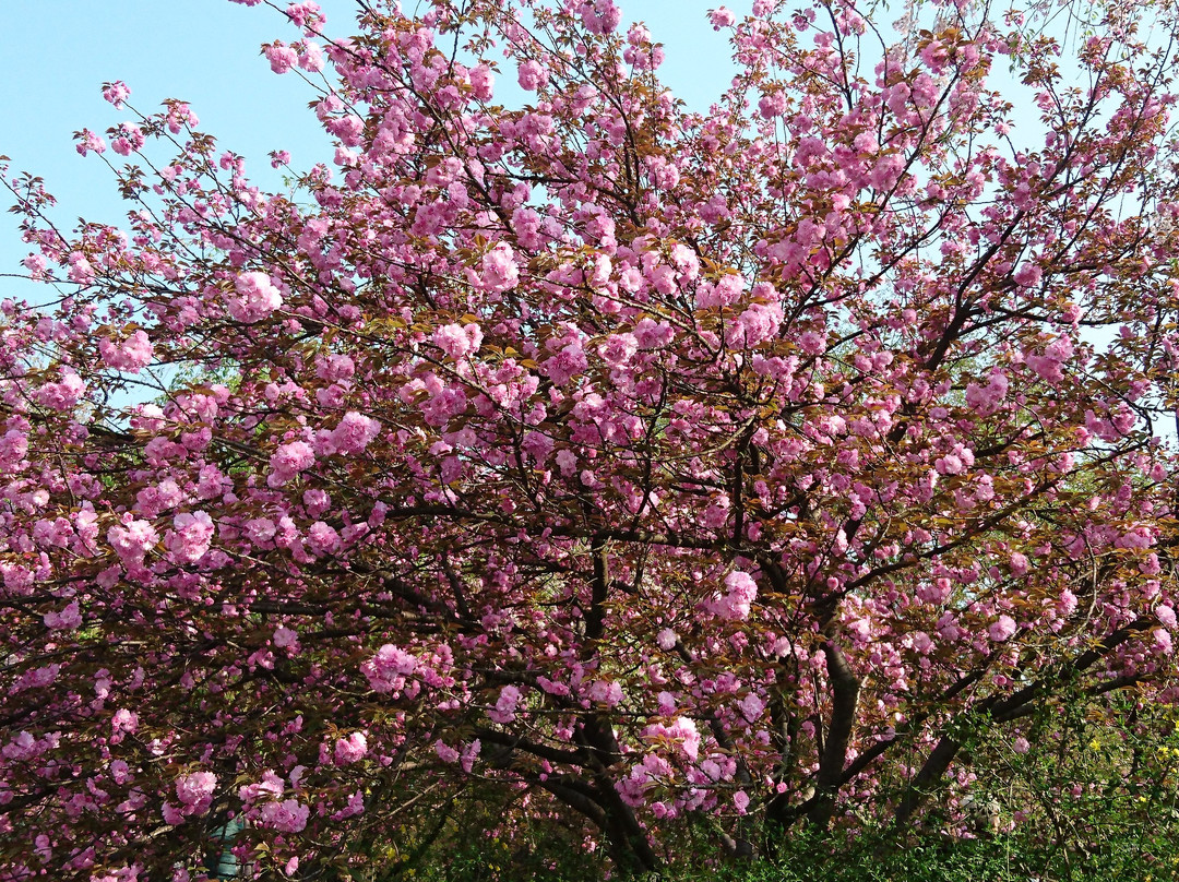 武汉东湖磨山樱园-武汉市必去景点