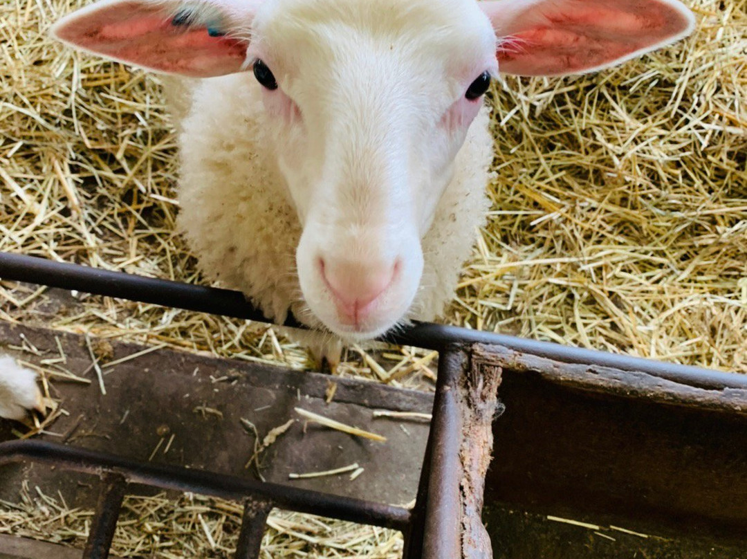 World Sheep Museum-士别市必去景点