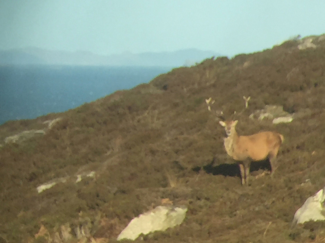 West Highland Wildlife Tours景点图片