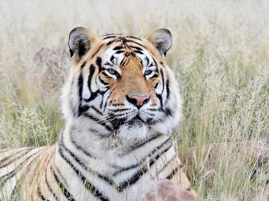 Gariep Dam旅游景点-Tiger Canyon Private Game Reserve