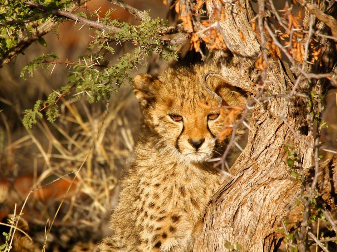 Jema Safaris-阿鲁沙必去景点