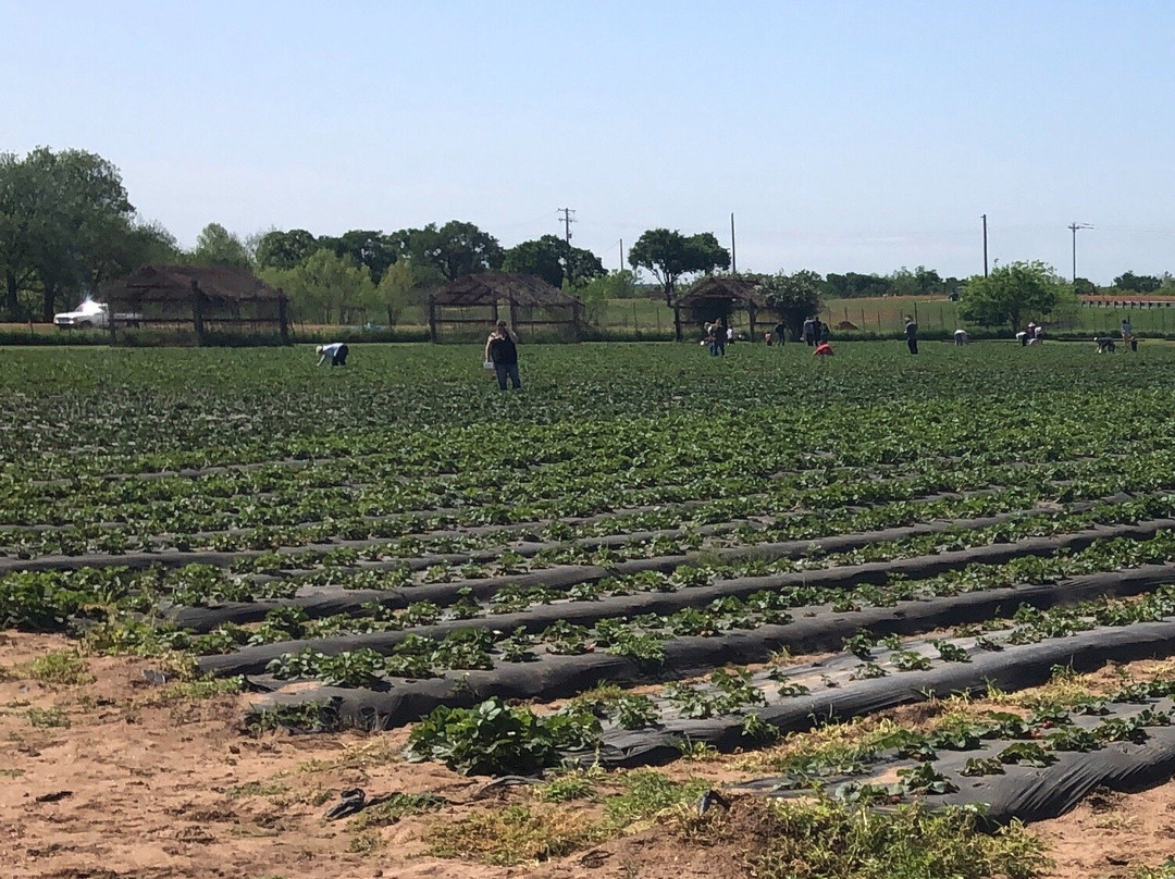 Sweet Berry Farm-Marble Falls必去景点
