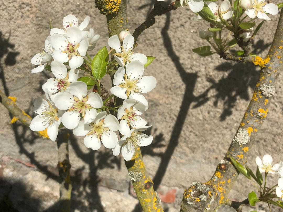 A l'Aube des Volcans主图