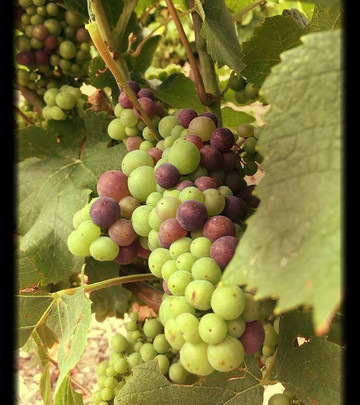 Sancerre Roger Neveu-Verdigny必去景点