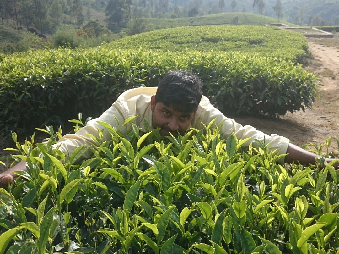 Marayoor Sandalwood Forest景点图片