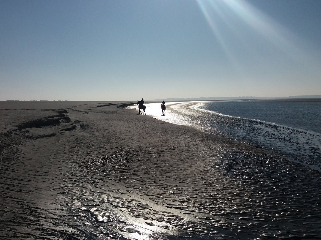Visiter la baie de Somme景点图片