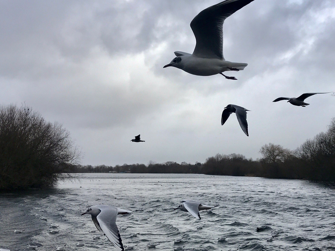 Dinton Pastures Country Park景点图片