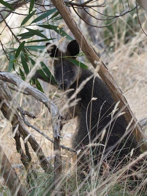 Rhyll Inlet State Wildlife Reserve景点图片