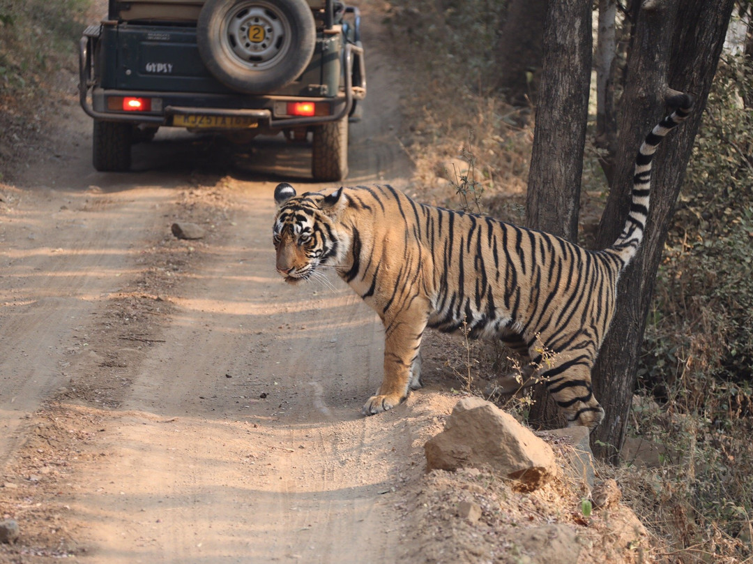 Ranthambore Tiger Reserve景点图片