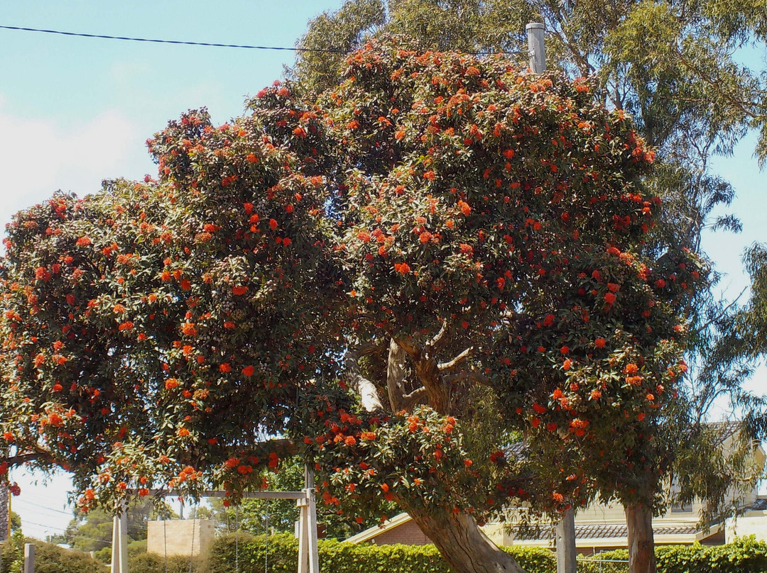 Wilson Reserve-布莱顿必去景点