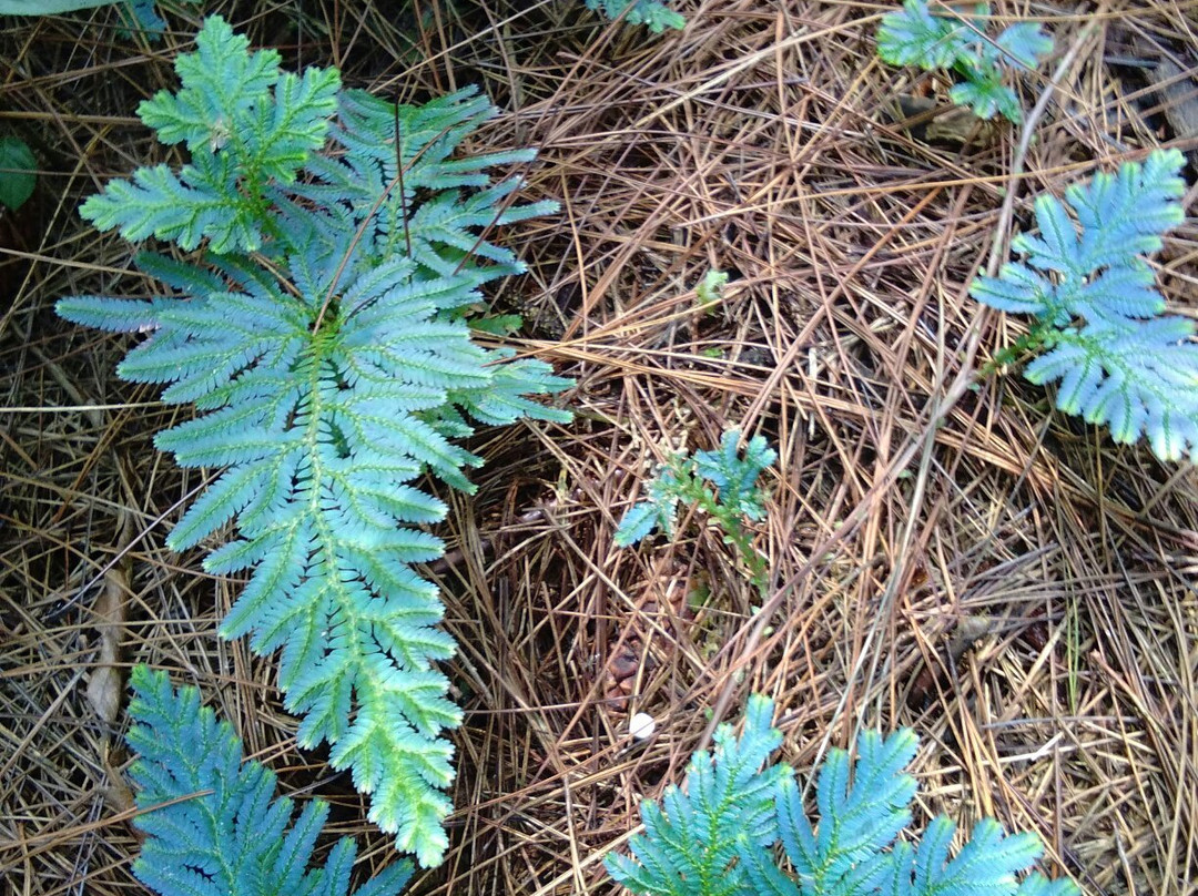 Mount Pancar Park-茂物必去景点